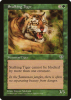 Stalking Tiger - Mirage #243